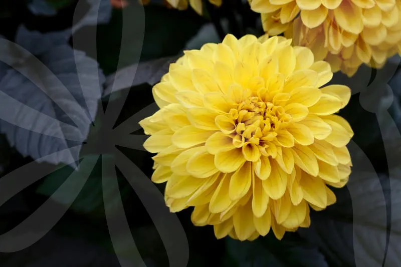 오피스텔담보대출