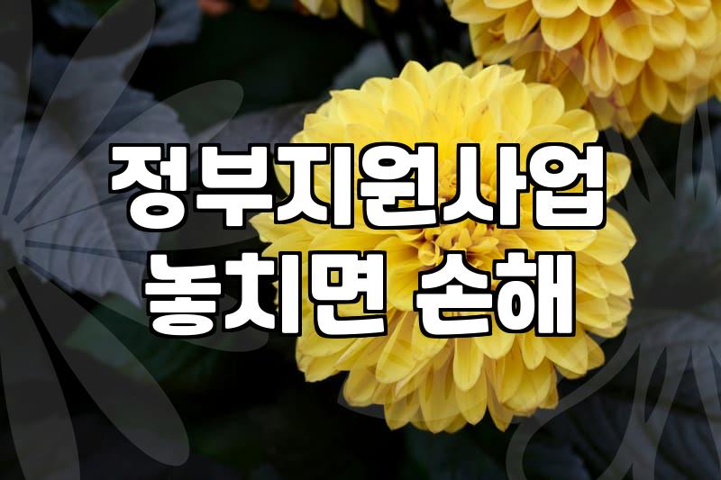 청년지원금 종류와 신청 시 확인해야 할 실제 자격 요건