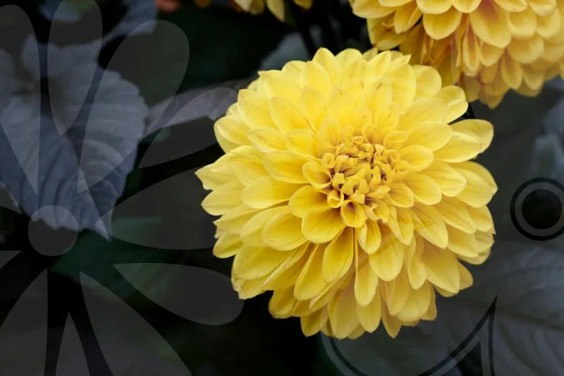 소상공인정책자금